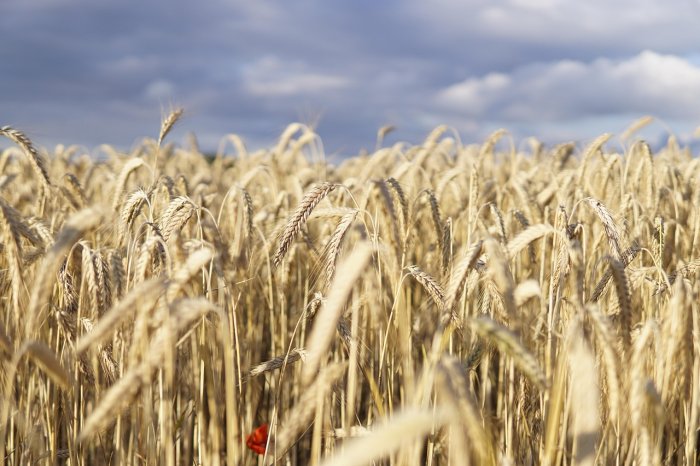 Hunter-Gatherers, Neolithic Farmers Followed "Danube Route" To Central Europe Expanded, Coexisted And Gradually Mixed