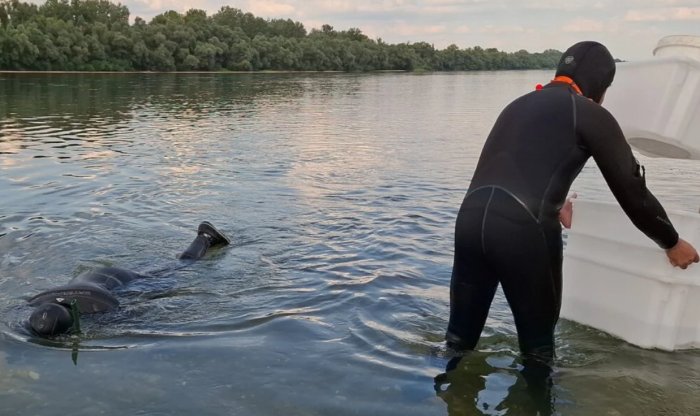 Large Number Of Iron Ingots Was Found At The Botton Of The River In Bosnien