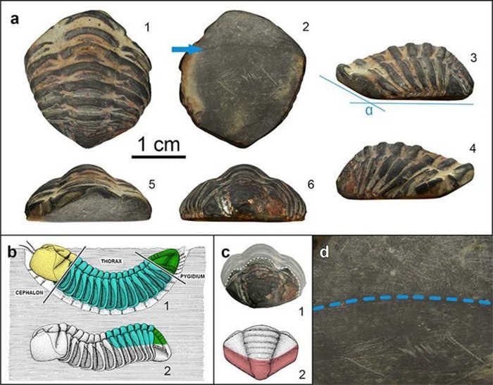 Fossilized Trilobite Amulet Found At The Roman Site In Spain Was Believed To Have Magical Or Protective Properties