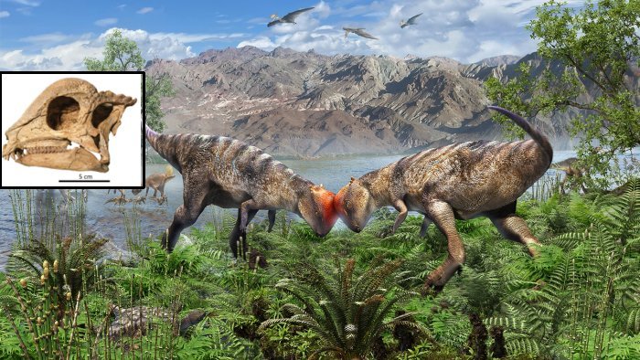‘Teen’ Pachycephalosaur From Mongolia's Gobi Desert Lived Around 108 Million Years Ago