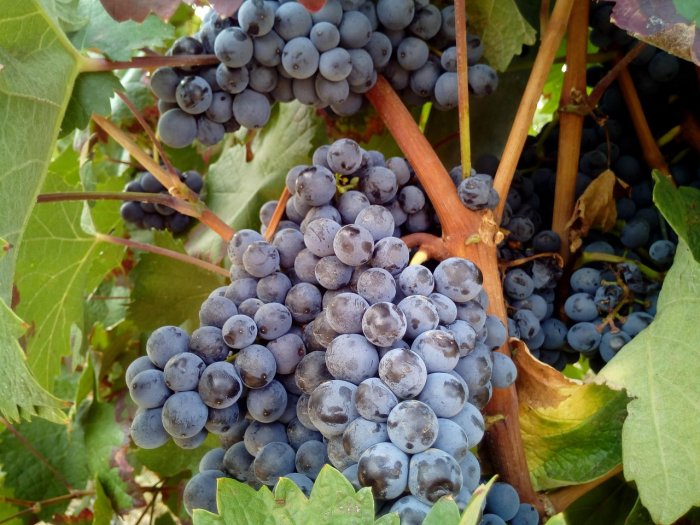 The Middle East's Bronze and Iron Age Cultures Were Dedicated To Wine Production That Shaped Their Societies