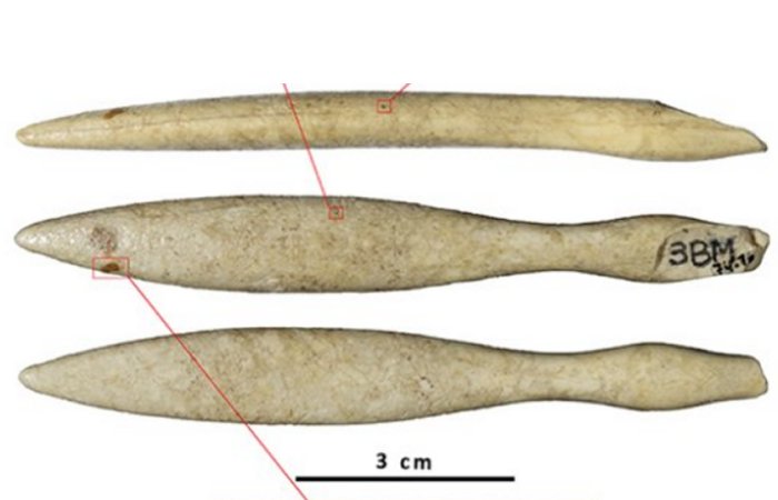 Oldest Hippopotamus Ivory Object Found In The Iberian Peninsula
