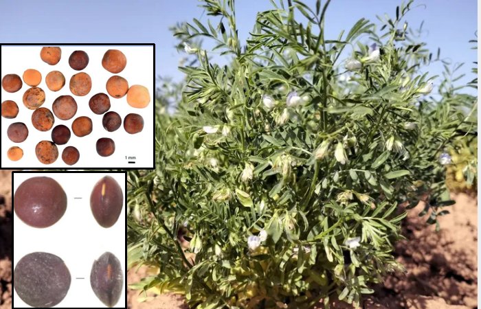 DNA Analysis Has Led To The Discovery Of An Ancient Crop In The Canary Islands