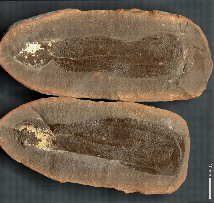Illinois's Mazon Creek: Recreating 300-Million Year-Old Ecosystem - Fossil Preservation And Diversity Of Life