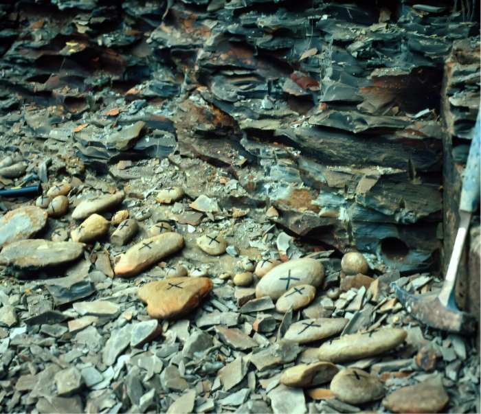 Illinois's Mazon Creek: Recreating 300-Million Year-Old Ecosystem - Fossil Preservation And Diversity Of Life