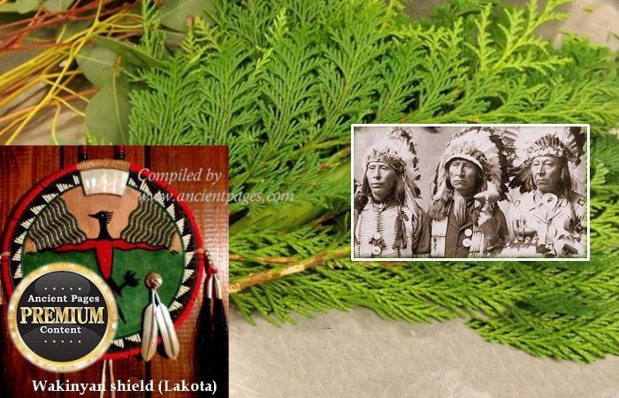 Cedar - Sacred Tree With Medicine Power In Native American Beliefs