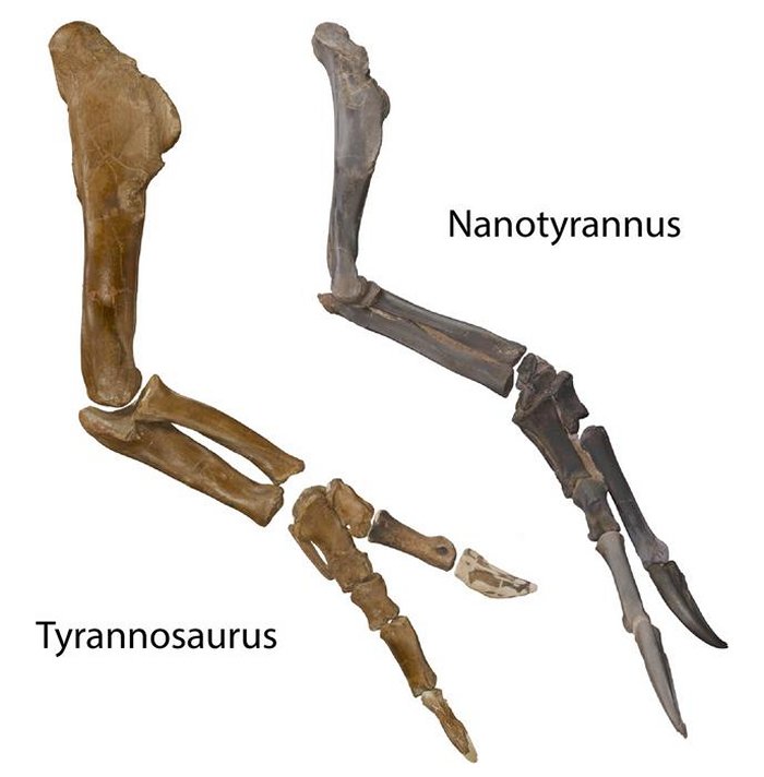 Nanotyrannus Confirmed: Dueling Dinosaurs Fossil Rewrites The Story Of T. Rex