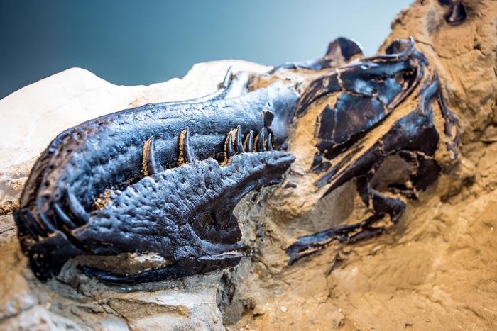 Nanotyrannus Confirmed: Dueling Dinosaurs Fossil Rewrites The Story Of T. Rex