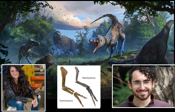Nanotyrannus Confirmed: Dueling Dinosaurs Fossil Rewrites The Story Of T. Rex