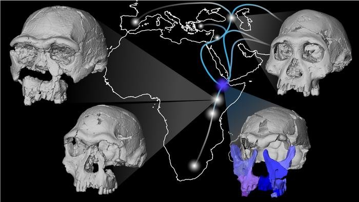 A New Fossil Face Sheds Light On Early Migrations Of Ancient Human Ancestor