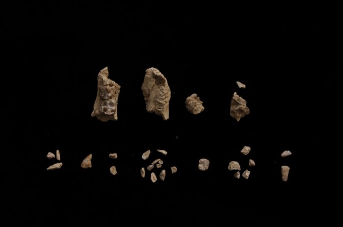 Burtele Foot Fossil Reveals Two Ancient Human Ancestors Lived Side by Side