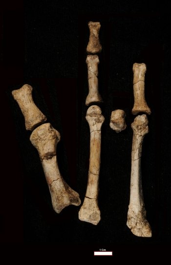 Burtele Foot Fossil Reveals Two Ancient Human Ancestors Lived Side by Side