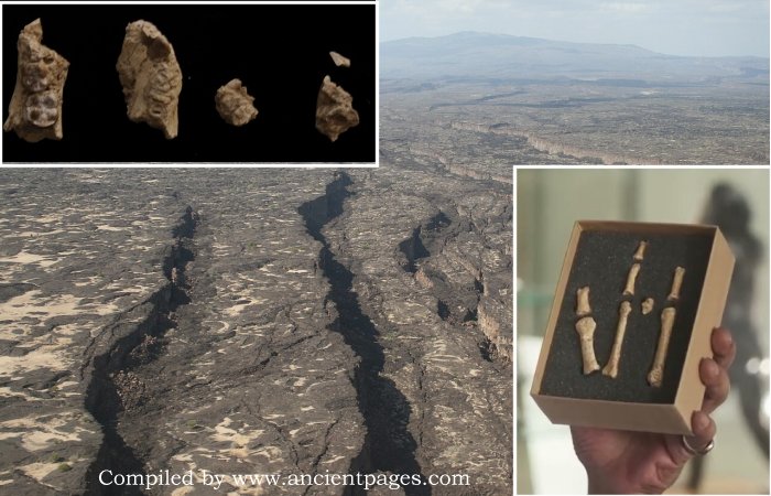 Burtele Foot Fossil Reveals Two Ancient Human Ancestors Lived Side by Side