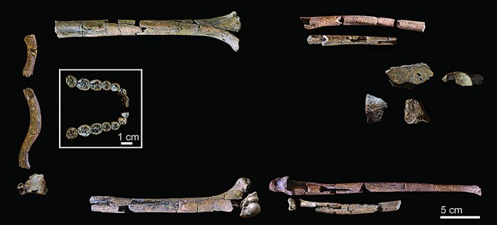 Oldest And Most Complete Skeleton Of 'Homo Habilis' Offers New Insight Into The Evolution Of Early Humans