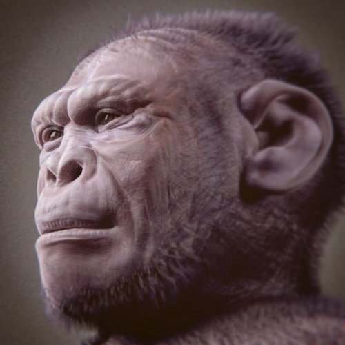 Oldest And Most Complete Skeleton Of 'Homo Habilis' Offers New Insight Into The Evolution Of Early Humans