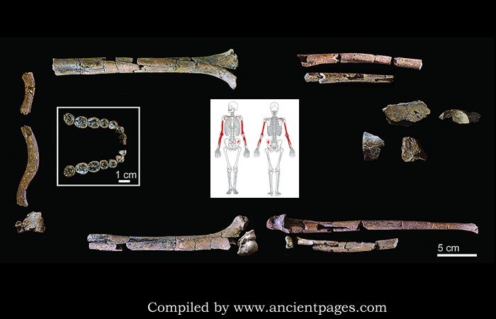 Oldest And Most Complete Skeleton Of 'Homo Habilis' Offers New Insight Into The Evolution Of Early Humans
