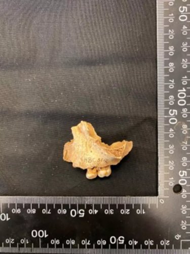 Northern Britain’s Oldest Human Remains Discovered At Heaning Wood Bone Cave In Cumbria