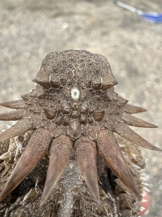 600-Million-Year-Old Cyclops-Like Creature Gave Rise To Our Modern Eyes