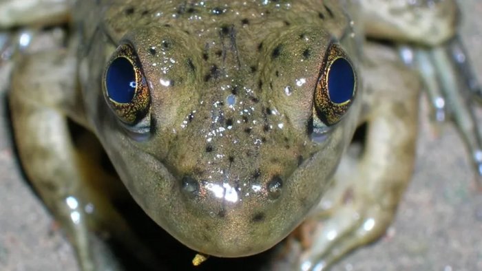 600-Million-Year-Old Cyclops-Like Creature Gave Rise To Our Modern Eyes