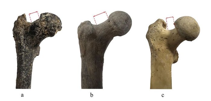 Intriguing Fossil Found At The Azmaka Site Could Rewrite Human Evolution, Scientists Say