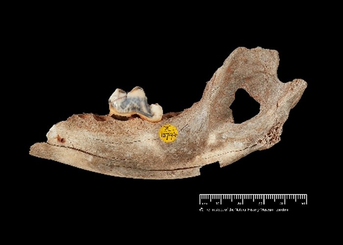 Ancient DNA Reveals Bond Between Humans and Dogs Goes Back More Than 14,000 Years