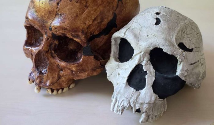 Bigger Brains, Smaller Faces: Rethinking Human Evolution