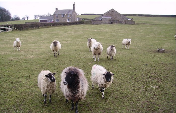 Medieval England: People Worked Closely Together With Cattle As Important Members Of The Workforce